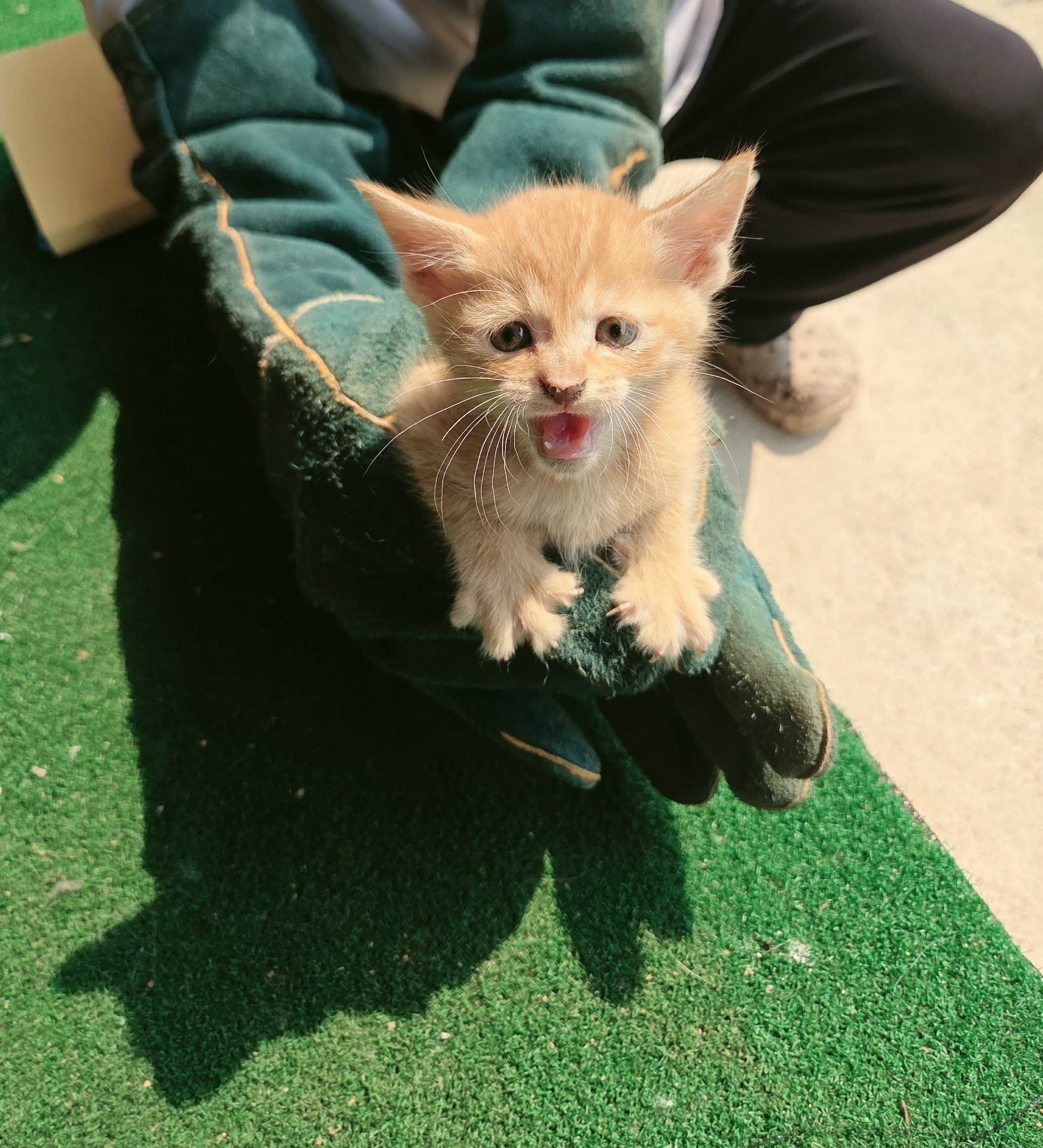 [고양이] 한국 고양이 전남-나주-2025-00626 유기동물 배경 이미지 입니다.